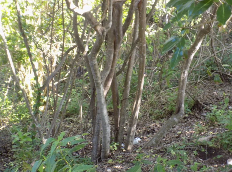 Fort Jeudy Land for sale Grenada - Eden Solutions