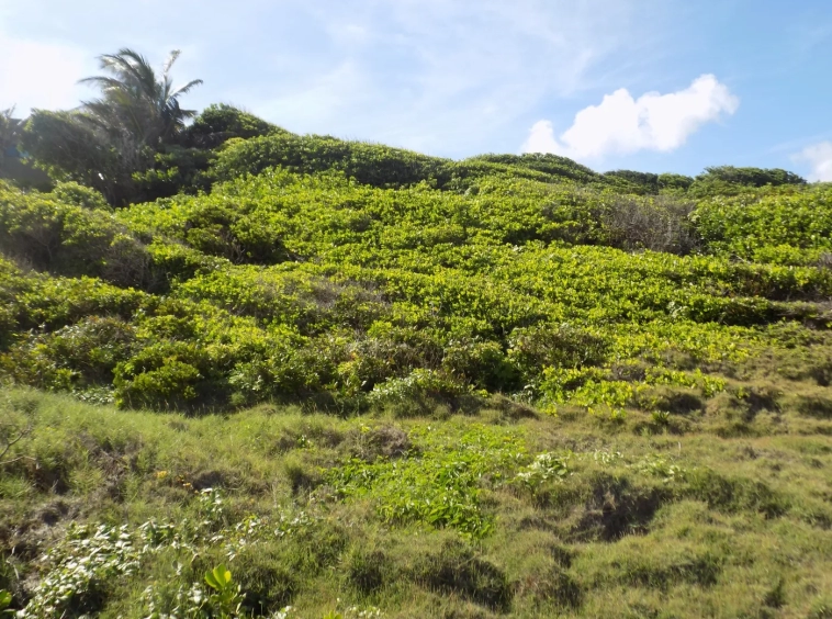 Fort Jeudy Land for sale Grenada - Eden Solutions